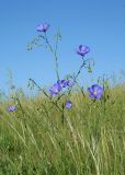 Linum austriacum