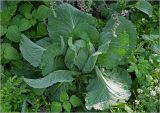 Brassica oleracea разновидность capitata