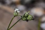 Gastrolychnis gonosperma. Распускающиеся и распустившийся цветки. Киргизия, Ошская обл., Памир, Заалайский хр., долина руч. Разведывательный, ур. Луковая Поляна, ≈ 3800 м н.у.м., каменистый склон. 06.07.2022.