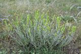 Sideritis catillaris. Зацветающее растение. Крым, хр. Узун-Сырт, степная платообразная вершина хребта. 31 мая 2021 г.