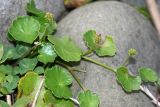 Hydrocotyle ramiflora. Плодоносящее растение. Республика Абхазия, окр. г. Сухум, р. Гумиста. 26.08.2009.