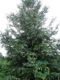 Picea glehnii