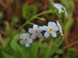 Myosotis cespitosa. Цветки. Нидерланды, провинция Drenthe, заказник Hondstong, заболоченный луг. 12 июля 2008 г.