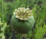 Papaver somniferum