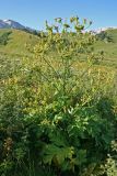 род Heracleum. Отцветшее растение. Республика Адыгея, плато Лаго-Наки, ур. Верх. Цица. 24.07.2012.