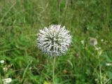 Echinops sphaerocephalus. Соцветие. Крым, Бахчисарайский р-н, Большой каньон, долина р. Коккозка. 18.08.2011.