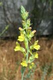 Linaria genistifolia. Соцветие. Карадагский заповедник, биостанция, обочина дороги возле забора, под тенью шелковицы. 30 мая 2013 г.