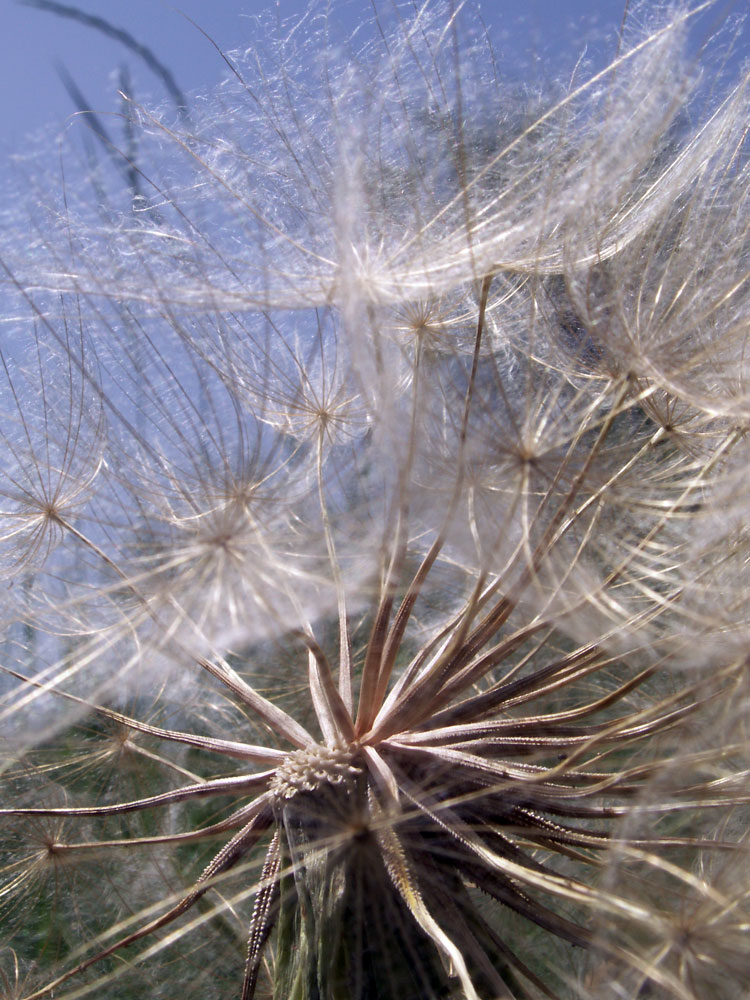 Изображение особи Tragopogon capitatus.