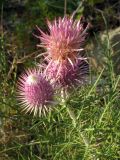 Lamyra echinocephala