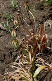 Tulipa tarda