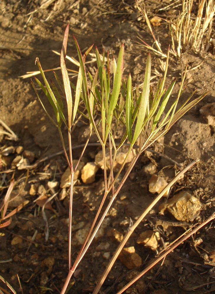 Изображение особи Peucedanum ruthenicum.