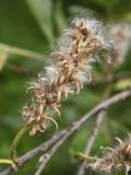 Salix lapponum. Серёжка с раскрывшимися плодами. Окрестности Мурманска, конец августа 2008 г.