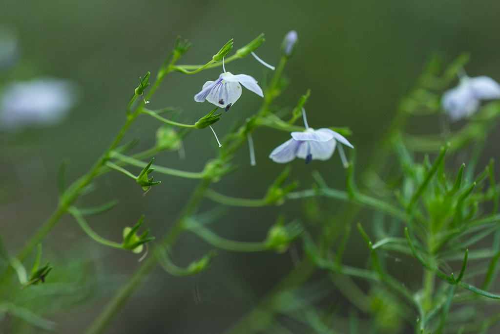 Изображение особи Veronica filifolia.