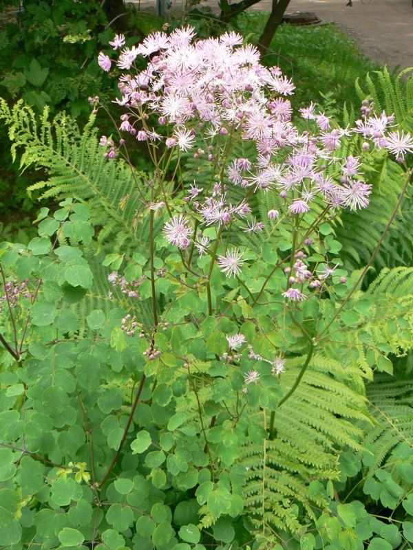 Изображение особи Thalictrum aquilegiifolium.