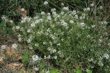 Lobularia maritima. Цветущие растения. Крым, Севастополь, мыс Иванова Коса, газон. 30.08.2014.