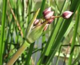 Butomus umbellatus. Соцветие с нераспустившимися цветками. Вологда, берег р. Вологды. Август 2014 г.