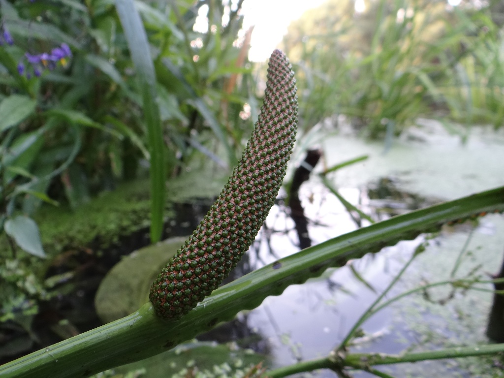 Изображение особи Acorus calamus.