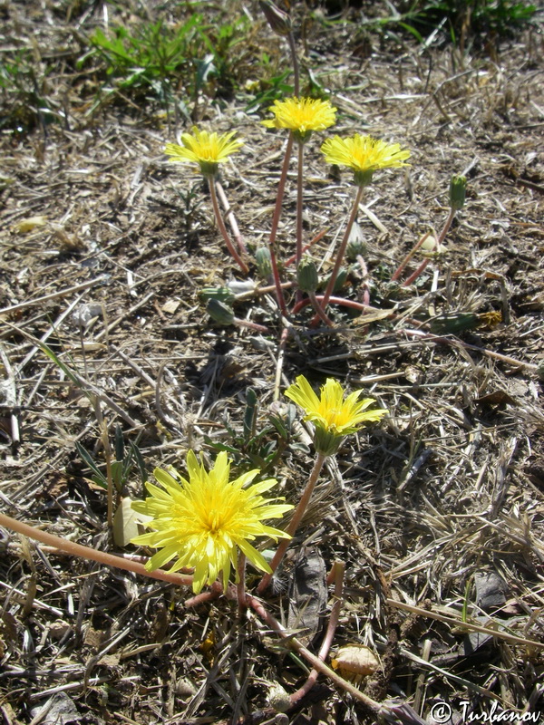 Изображение особи Taraxacum hybernum.