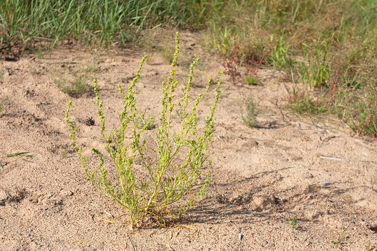 Изображение особи Atriplex littoralis.