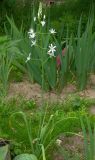 Ornithogalum hajastanum