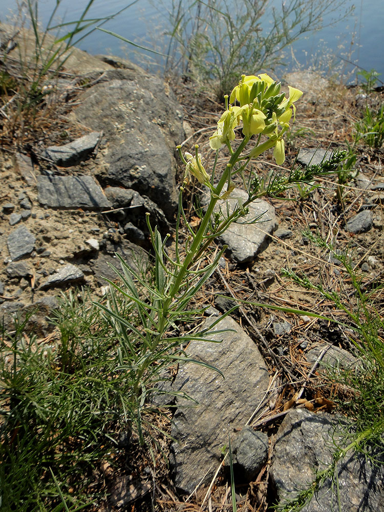 Изображение особи Erysimum flavum.