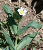 Cerastium davuricum. Верхушка цветущего растения. Кыргызстан, Нарынская обл., левый берег р. Нарын, долина руч. Ирису. 12.06.2015.