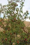 Crataegus turkestanica. Часть кроны плодоносящего растения. Южный Казахстан, горы Алатау (Даубаба), безымянное ущелье западнее Тюлькубаса. 10.09.2014.