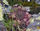 Sempervivum caucasicum