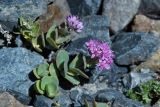 Hylotelephium ewersii. Цветущее растение. Юго-Восточный Алтай, Северо-Чуйский хребет, верховья долины Машей. Начало августа 2008 г.