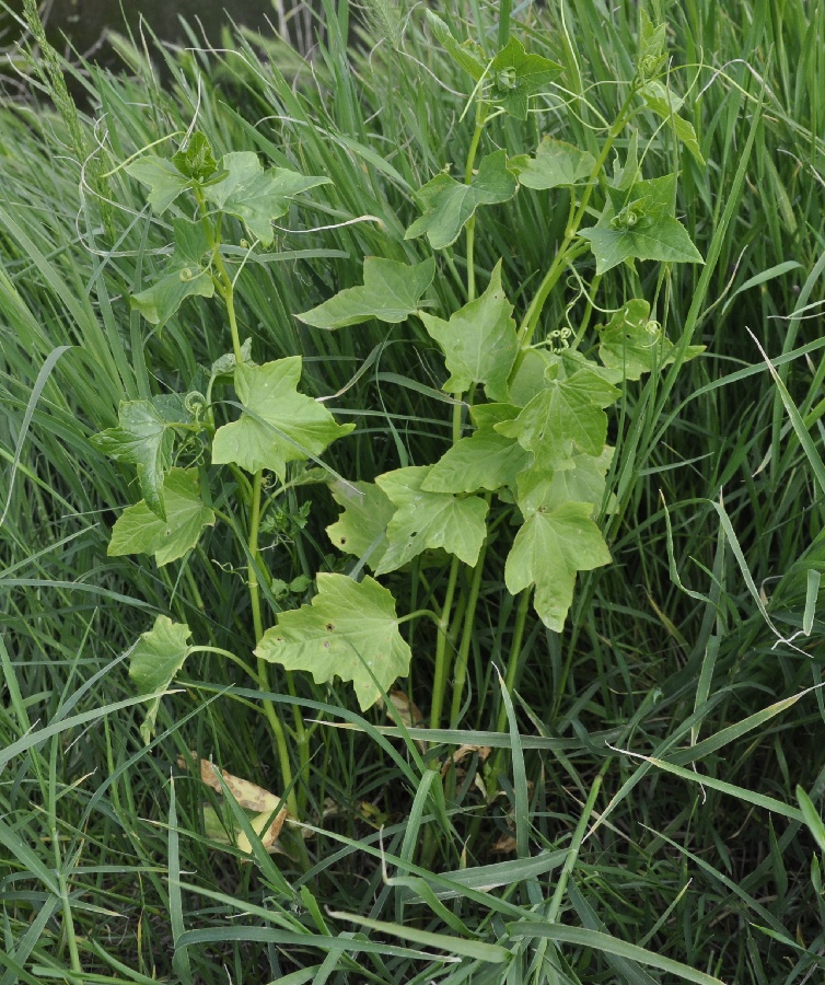 Изображение особи Echinocystis lobata.