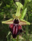 Ophrys mammosa. Цветок. Крым, Бахчисарайский р-н, гора Бакла, разреженный дубовый лес. 1 мая 2016 г.