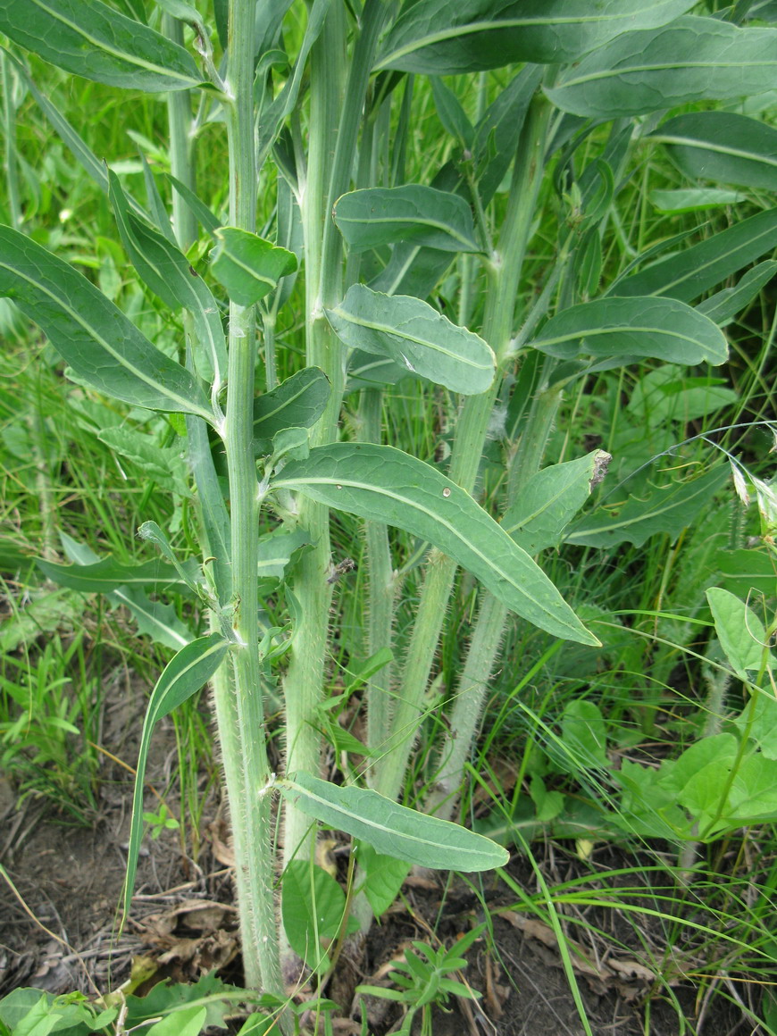 Изображение особи Chondrilla latifolia.