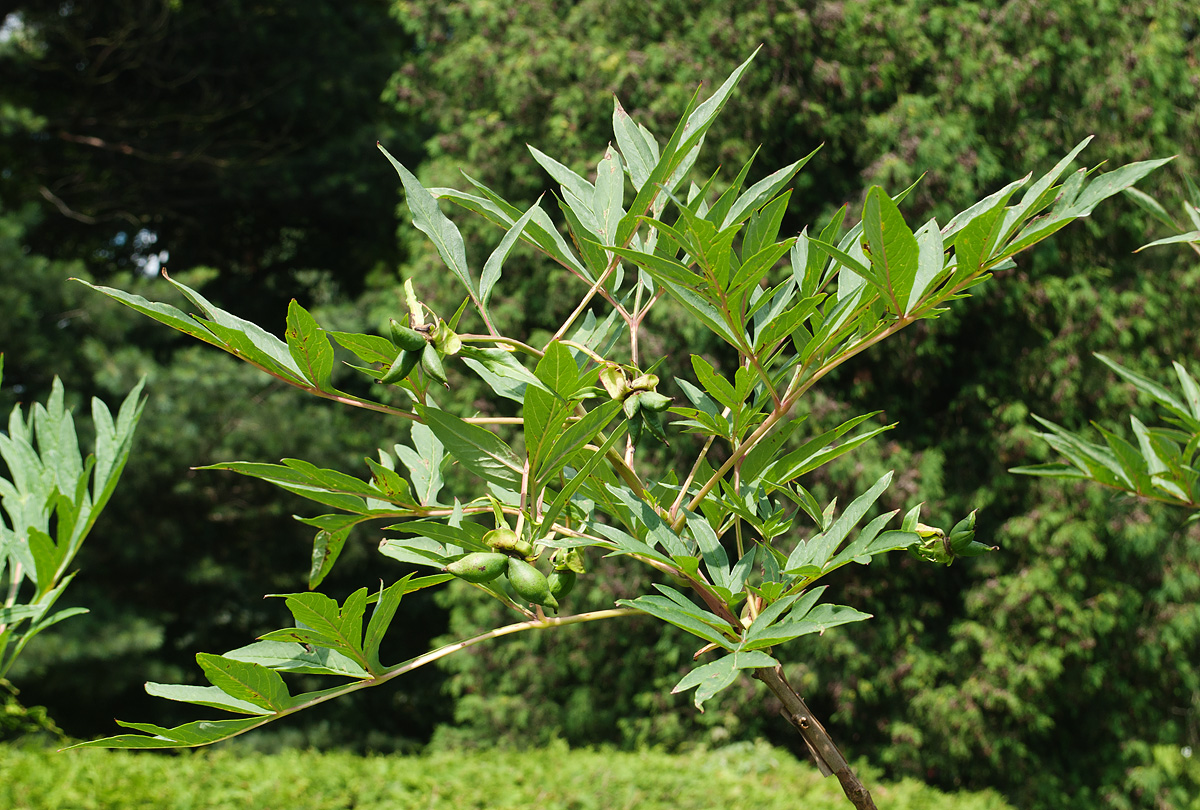 Изображение особи Paeonia delavayi.