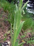 Verbascum thapsus