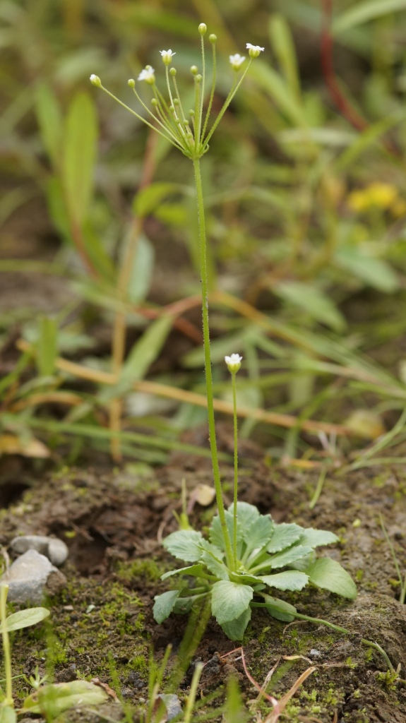 Изображение особи Androsace filiformis.