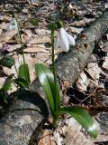 Galanthus woronowii