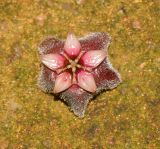 Hoya carnosa