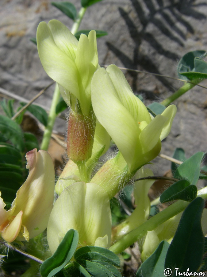 Image of Astragalus utriger specimen.