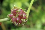 Allium longicuspis. Соцветие в бутонах и с бульбочками. Узбекистан, г. Ташкент, Ботанический сад им. Ф.Н. Русанова. 17.06.2017.