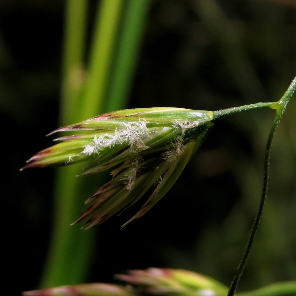 Изображение особи род Festuca.