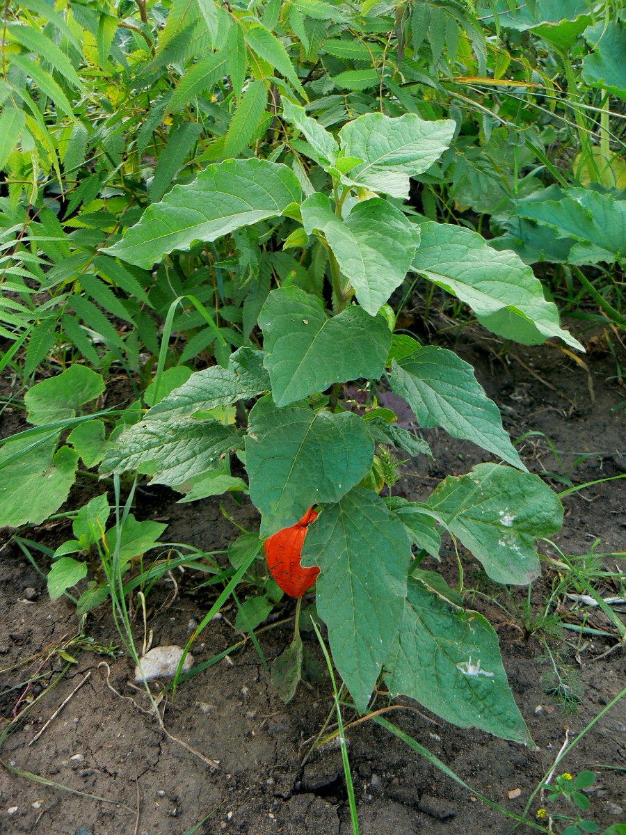 Изображение особи Alkekengi officinarum.