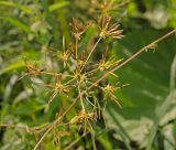 Chaerophyllum prescottii. Верхушка побега с пораженным соплодием. Пермь, Кировский р-н, окр. Красавинского моста, склон вдоль грунтовой дороги, заросший луговой растительностью. 4 августа 2018 г.