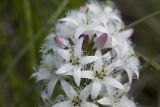 Menyanthes trifoliata