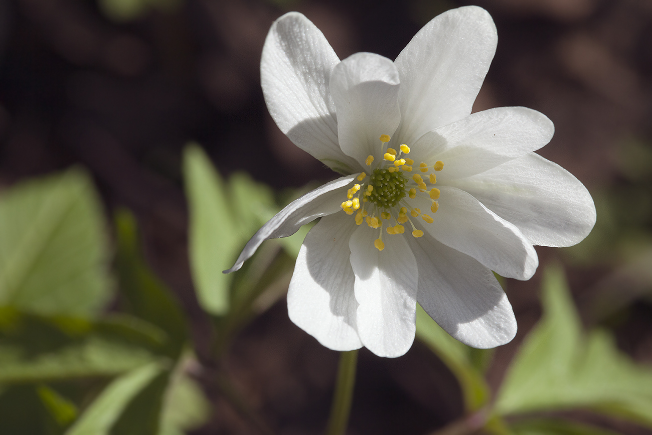 Изображение особи Anemone nemorosa.