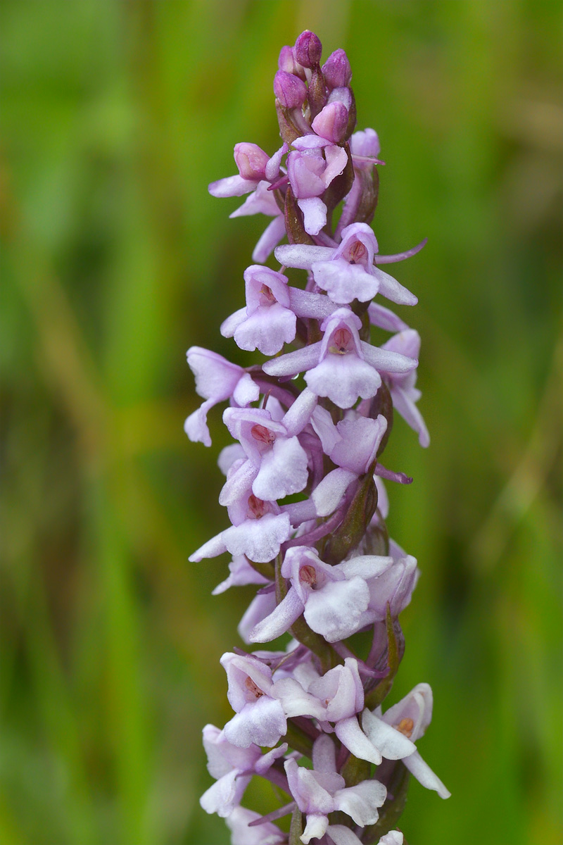 Изображение особи Gymnadenia conopsea.