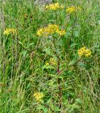 Senecio ovatus