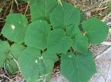 Paulownia tomentosa