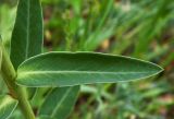 Euphorbia iberica. Лист (верхняя сторона). Республика Адыгея, г. Майкоп, южная окраина, между р. Белая и северной оконечностью водораздельного хребта Нагиеж-Уашх, луговая низина. 02.05.2020.