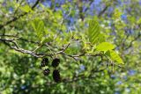 Alnus glutinosa. Верхушка ветви с молодыми и прошлогодними соплодиями. Беларусь, г. Минск, парк-болото \"Серебряный лог\". 15.05.2020.