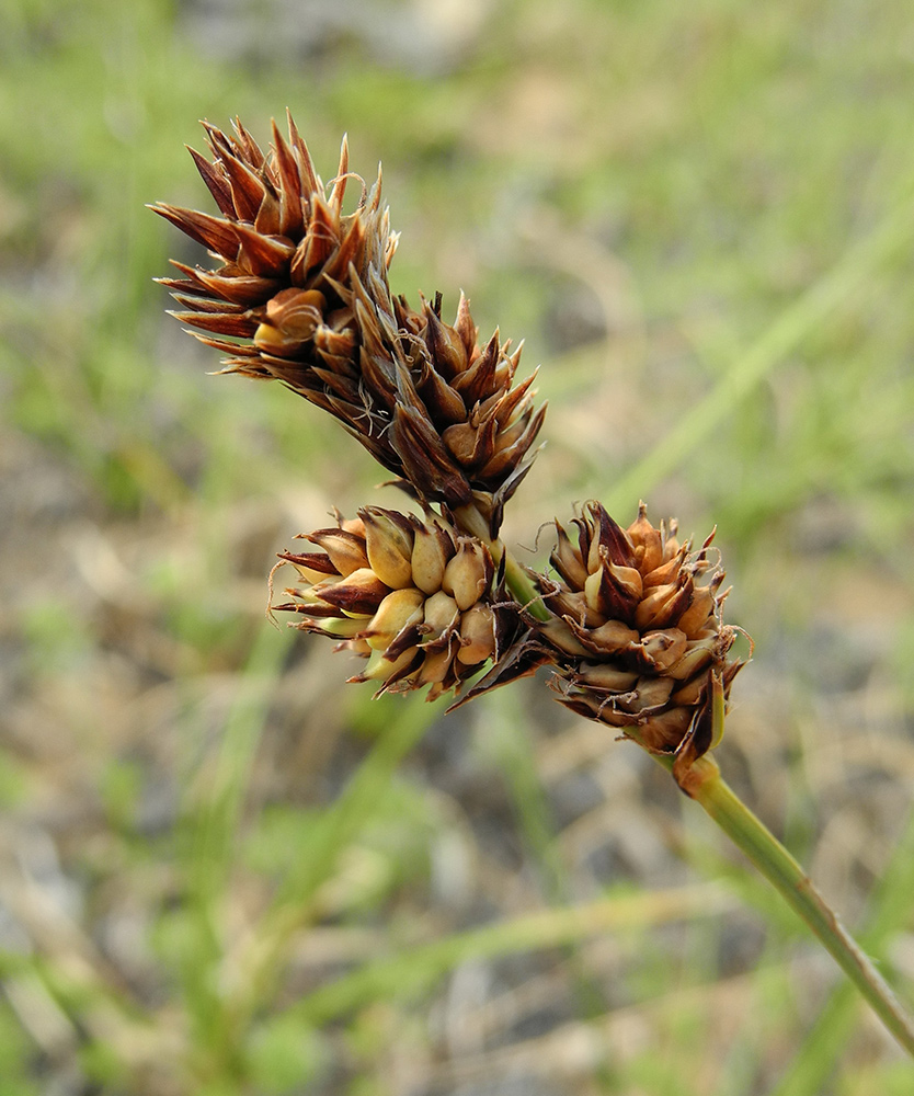 Изображение особи Carex sabulosa.